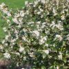 Homebase Shrub, Trees & Roses | Osmanthus Burkwoodii - 9L Bush