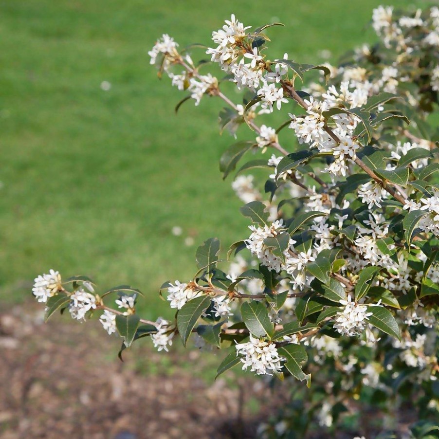 Homebase Shrub, Trees & Roses | Osmanthus Burkwoodii - 9L Bush