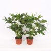 Homebase Shrub, Trees & Roses | Fatsia Japonica - 17Cm