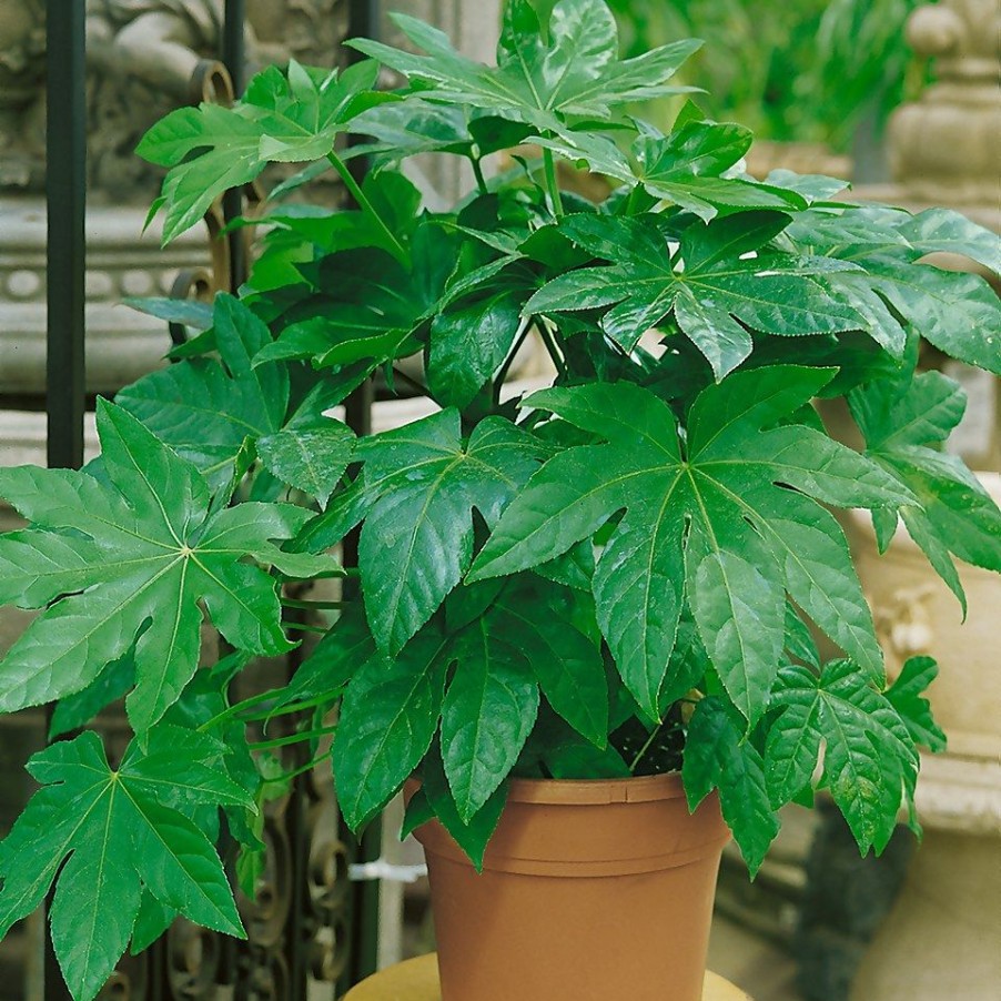 Homebase Shrub, Trees & Roses | Fatsia Japonica - 17Cm