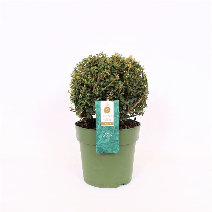 Homebase Specimen Plants | Ilex Crenata - 17Cm Ball Diameter 20Cm