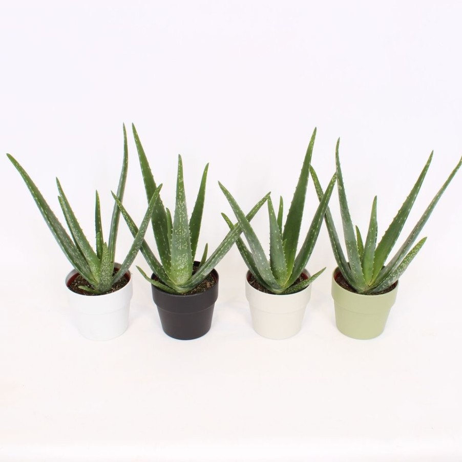 Homebase House Plants | Aloe Vera In Coloured Pot 10Cm