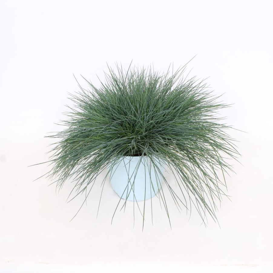 Homebase Perennial Plants | Grass Festuca Glauca Intense Blue (Blue Fescue) - 17Cm