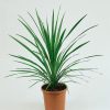 Homebase Shrub, Trees & Roses | Cordyline Australis Green 17Cm