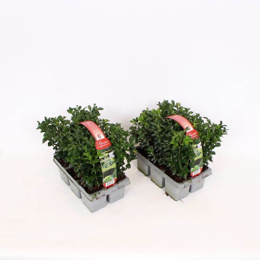 Homebase Shrub, Trees & Roses | Buxus 'Box' - Pack Of 6