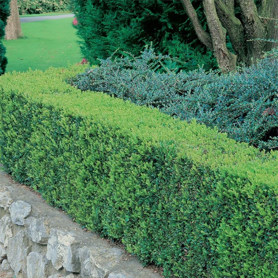 Homebase Shrub, Trees & Roses | Buxus 'Box' - Pack Of 6