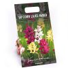 Homebase Summer Flowering Bulbs | Ixia Mixed