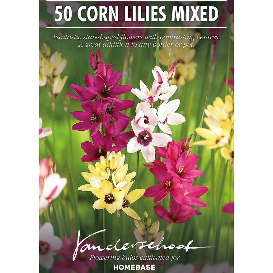 Homebase Summer Flowering Bulbs | Ixia Mixed