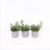 Homebase Grow Your Own | Herb Garden Mint - 14Cm