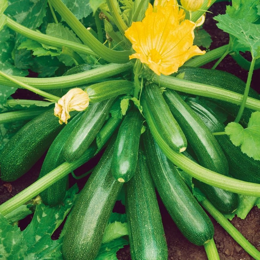 Homebase Grow Your Own | Vegetable Strip Courgette Patio Star