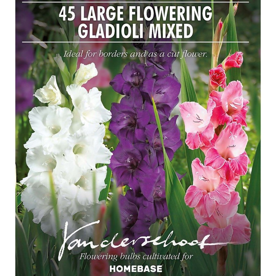 Homebase Summer Flowering Bulbs | 45 Large Floweringgladioli Mixed