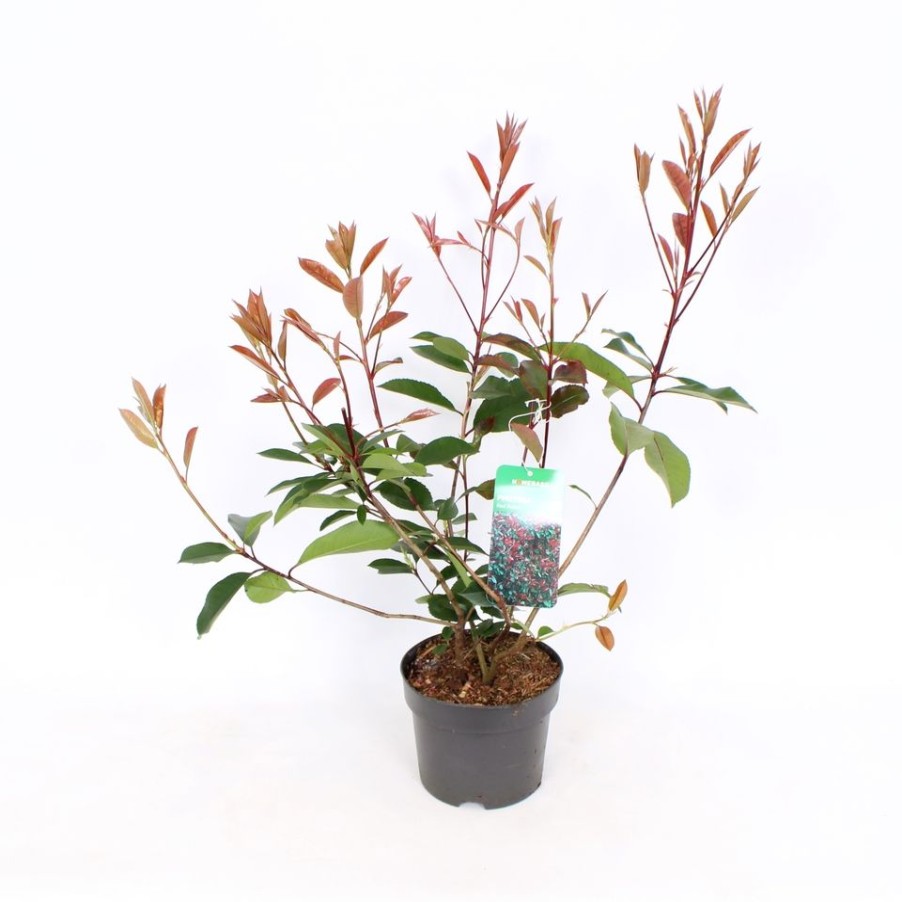 Homebase Shrub, Trees & Roses | Photinia X Fraseri Red Robin - 17Cm