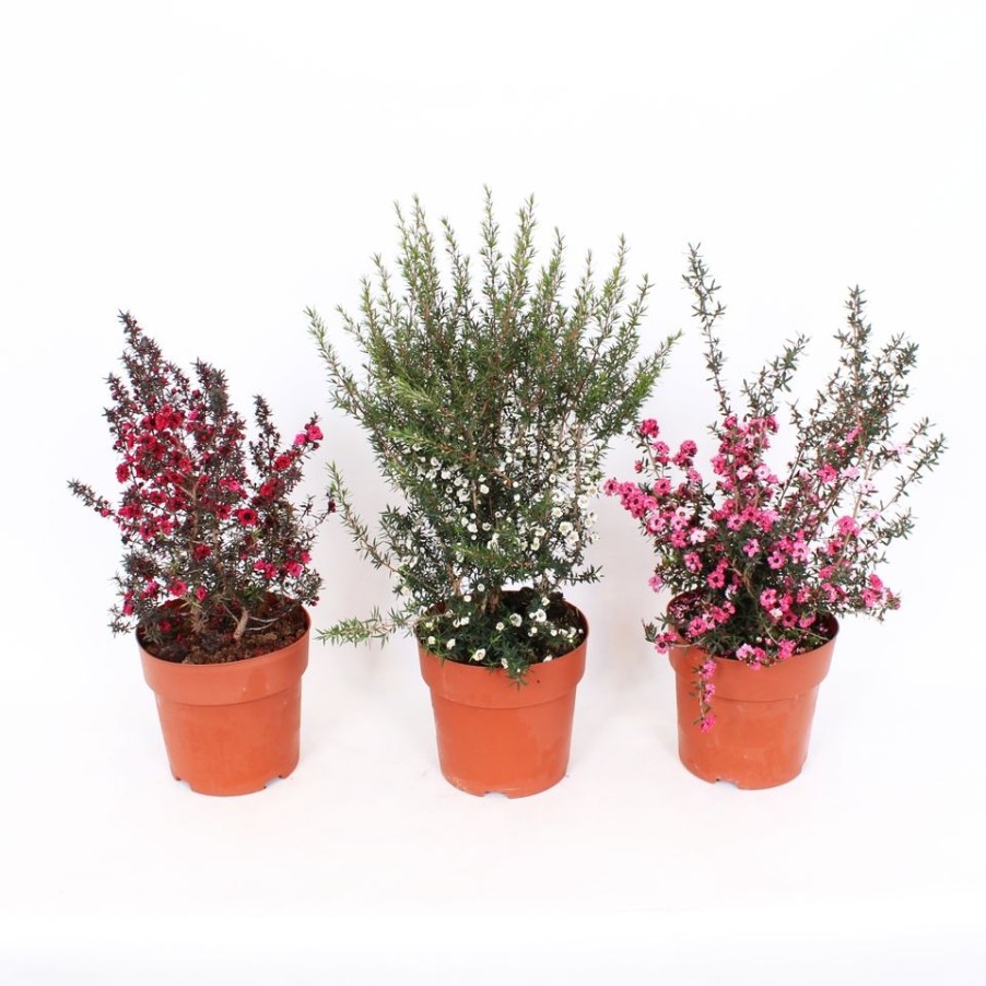 Homebase Shrub, Trees & Roses | Leptospermum Scoparium Mix - 19Cm