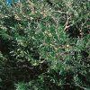 Homebase Specimen Plants | Olive Tree - 20Cm Small Standard