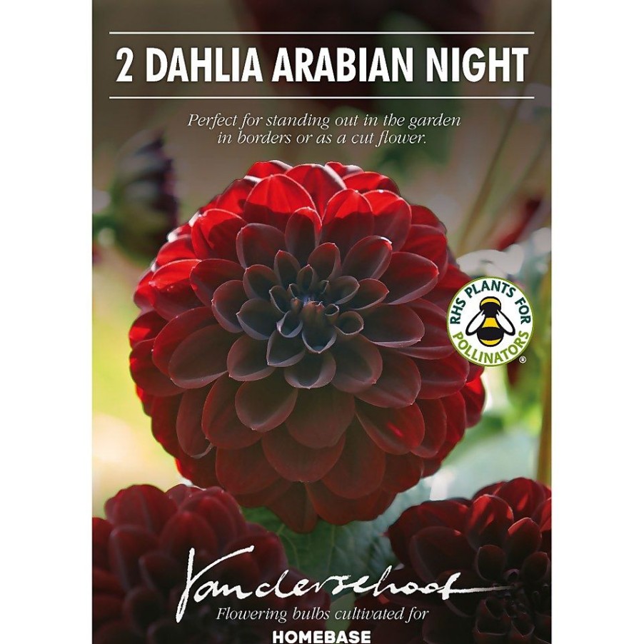 Homebase Summer Flowering Bulbs | Decorative Dahlia Arabian Night