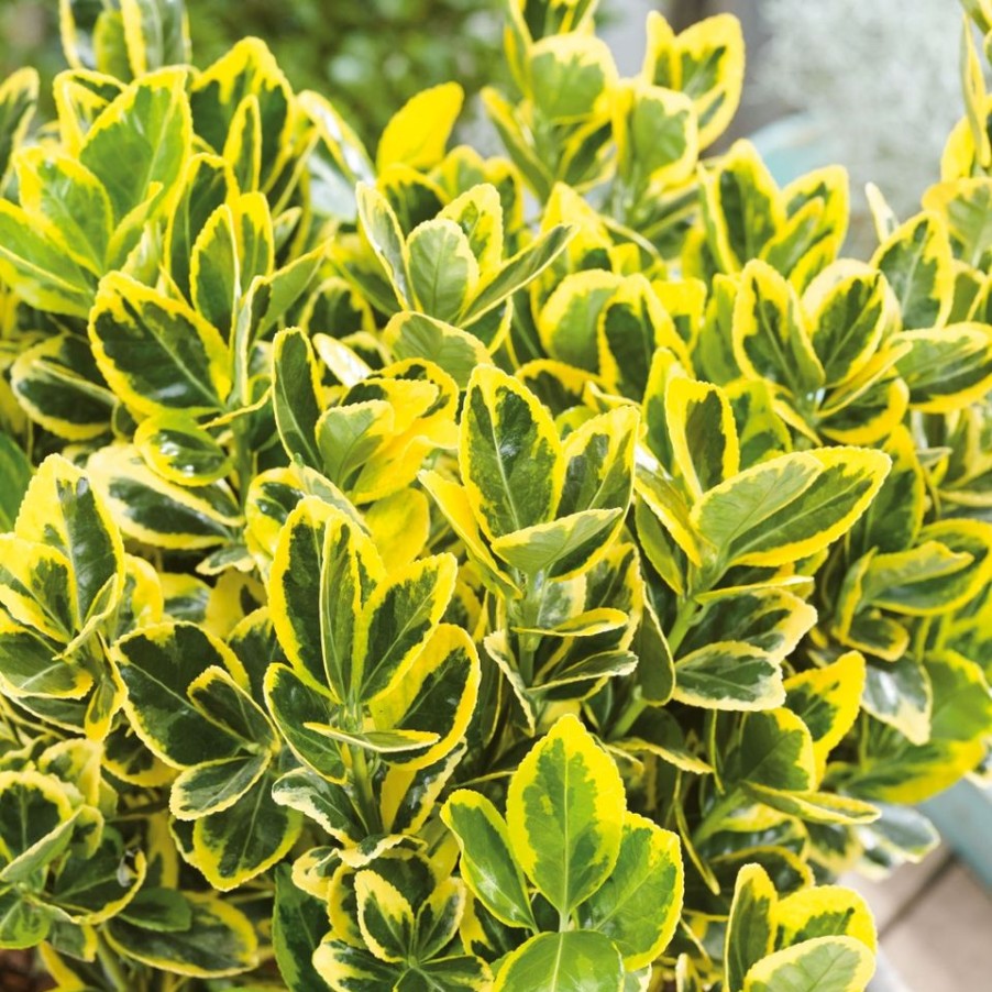 Homebase Shrub, Trees & Roses | Euonymus Japonicus Aurea - 18L Half Standard