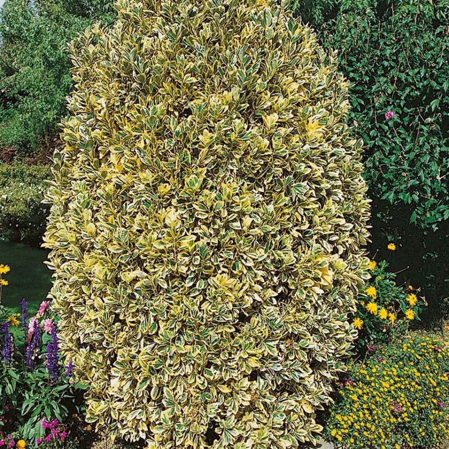 Homebase Shrub, Trees & Roses | Euonymus Japonicus Aurea - 18L Half Standard