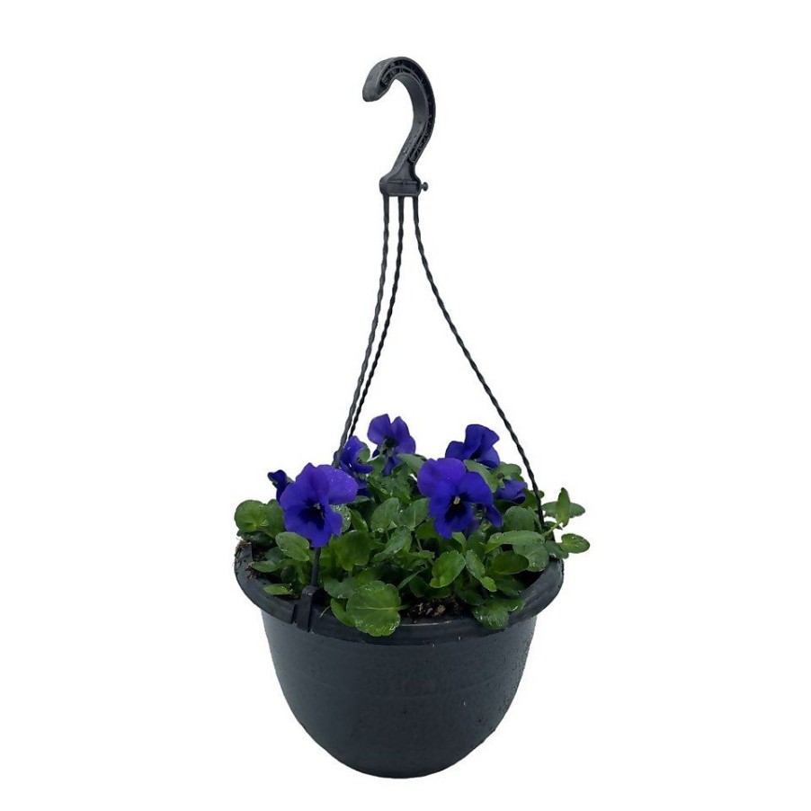 Homebase Planted Baskets & Containers | Pansy/Viola Coloured Spring Hanging Pot 25Cm