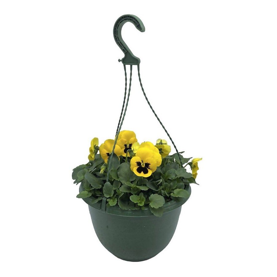 Homebase Planted Baskets & Containers | Pansy/Viola Coloured Spring Hanging Pot 25Cm