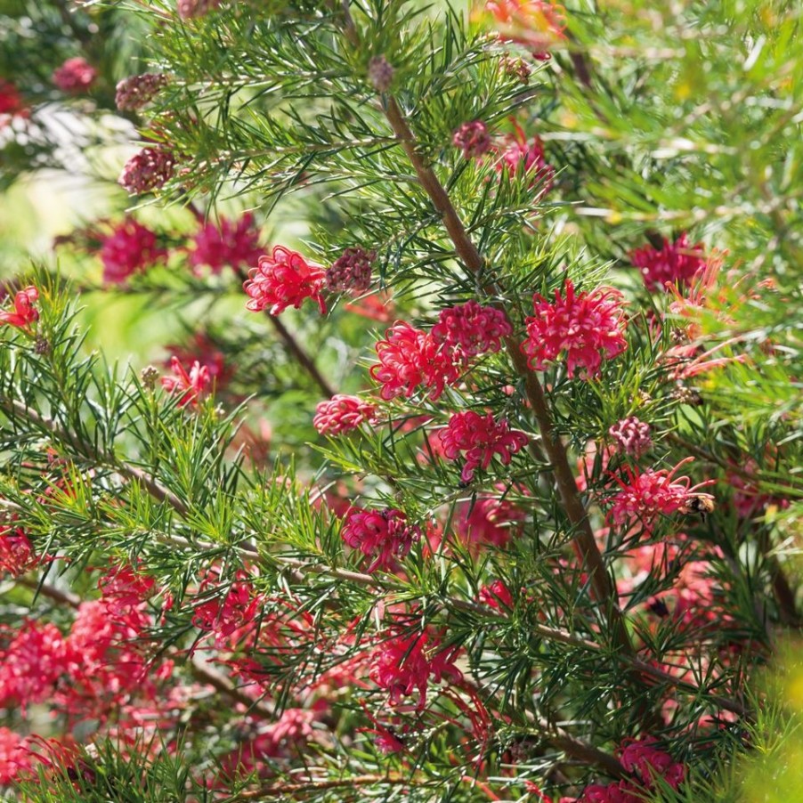 Homebase Specimen Plants | Grevillea Juniperina - 22Cm