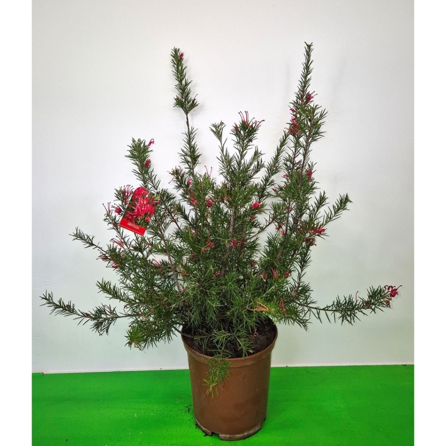 Homebase Specimen Plants | Grevillea Juniperina - 22Cm