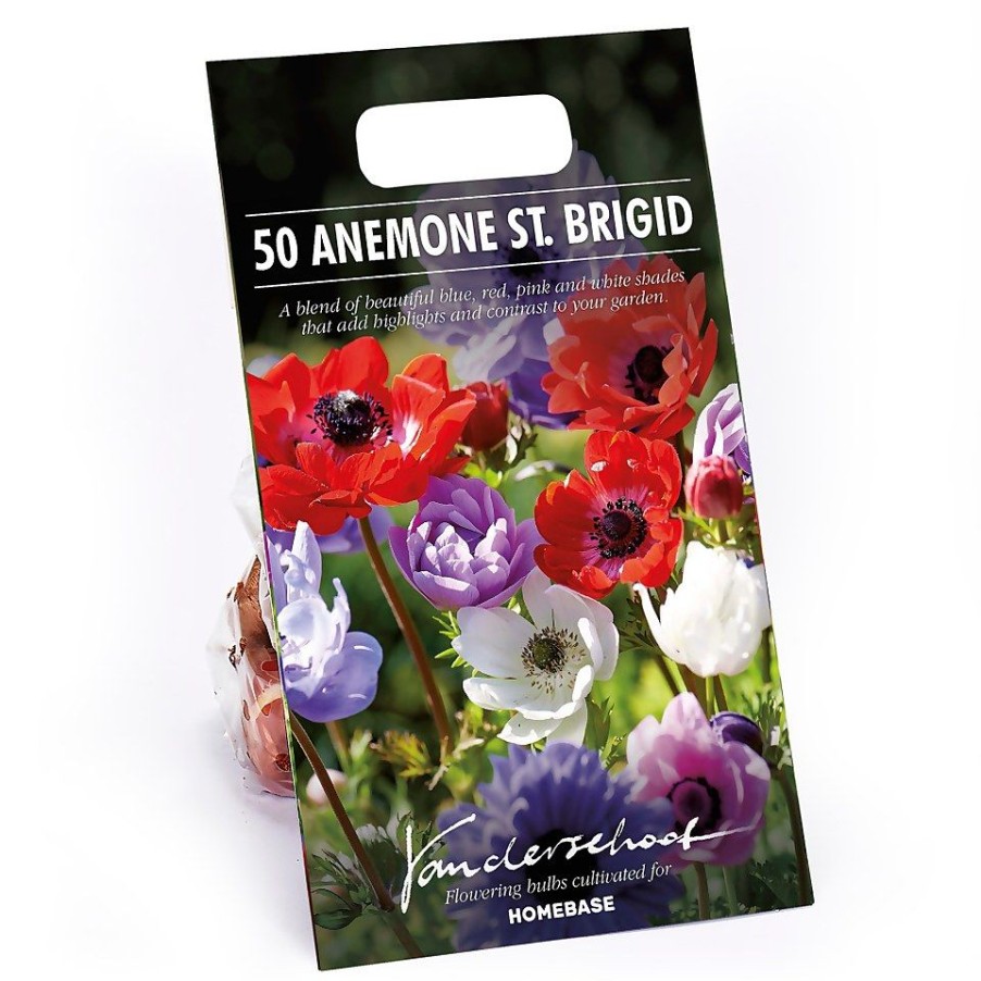 Homebase Summer Flowering Bulbs | Anemones Coronaria Brigid