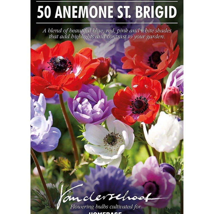 Homebase Summer Flowering Bulbs | Anemones Coronaria Brigid