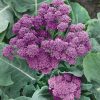 Homebase Grow Your Own | Vegetable Strip Early Purple Sprouting Broccoli