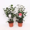 Homebase Shrub, Trees & Roses | Camellia Japonica Mix - 19Cm