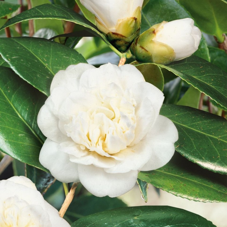 Homebase Shrub, Trees & Roses | Camellia Japonica Mix - 19Cm