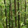 Homebase Specimen Plants | Bamboo Black Phyllostachys Nigra - 10L