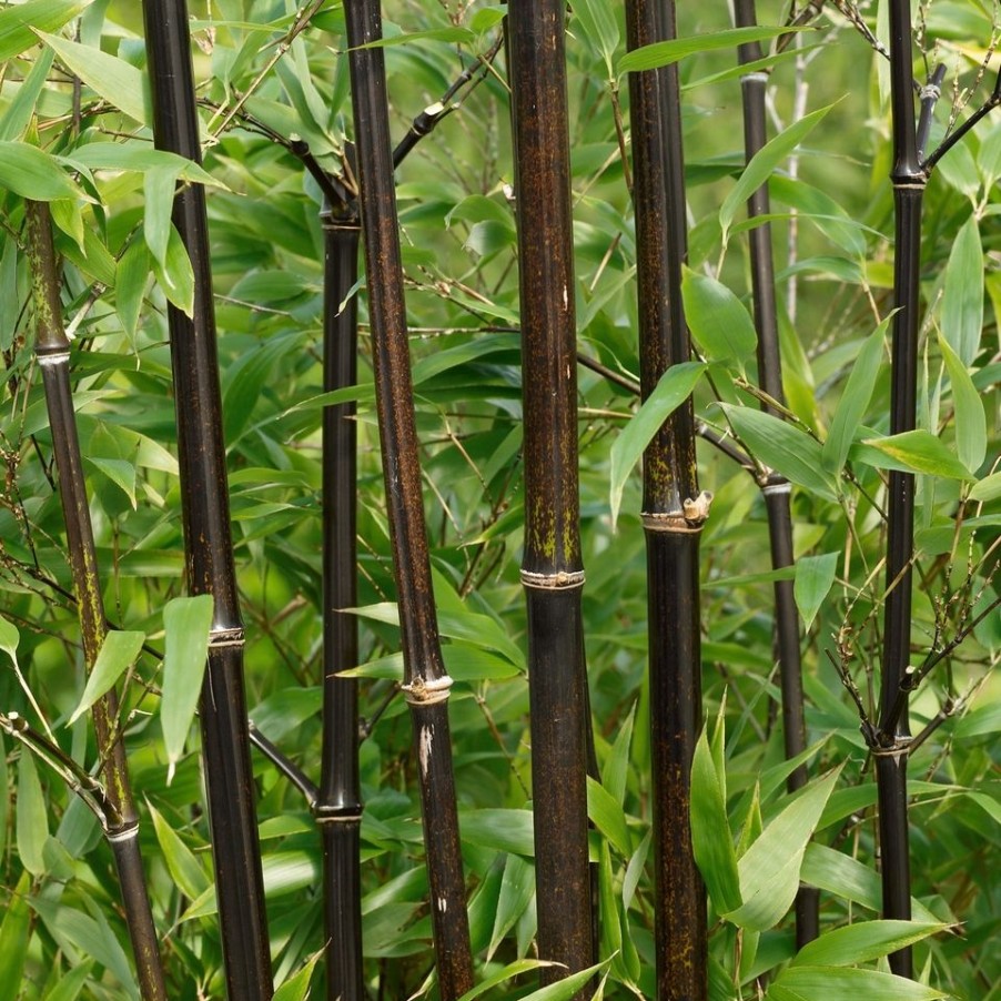 Homebase Specimen Plants | Bamboo Black Phyllostachys Nigra - 10L