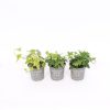 Homebase Bedding Plants | Ivy (Hedera) Trailing Mix - 11Cm