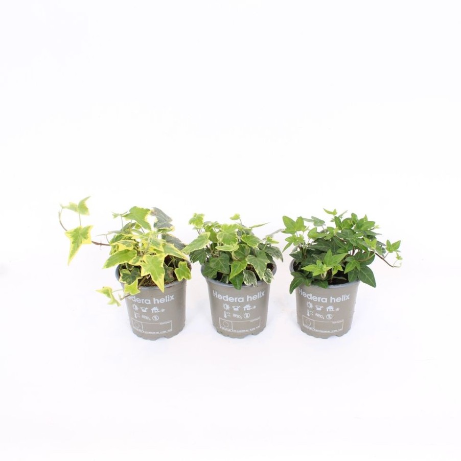 Homebase Bedding Plants | Ivy (Hedera) Trailing Mix - 11Cm