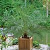 Homebase Specimen Plants | Phoenix Canariensis (Canary Island Date Palm) - 20Cm