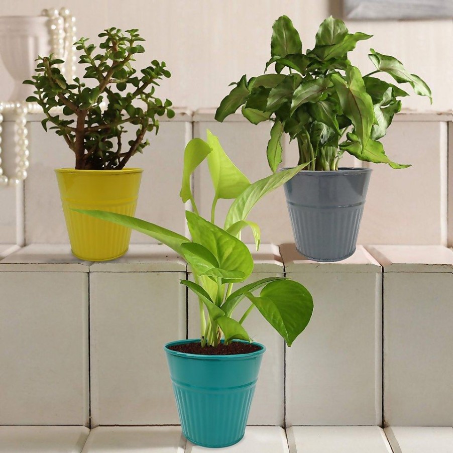 Homebase Plant Pots | Ribbed Planter (3 Colour Mix) - 10Cm