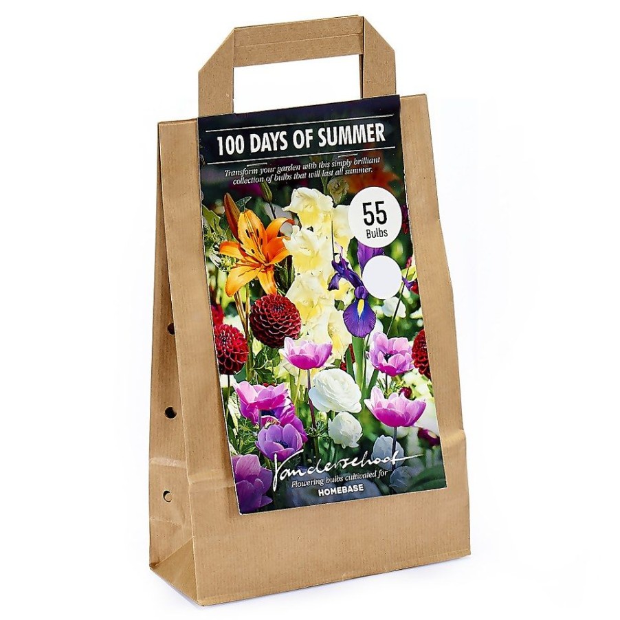 Homebase Summer Flowering Bulbs | 100 Days Collection Spring Bulbs