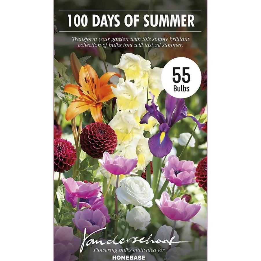 Homebase Summer Flowering Bulbs | 100 Days Collection Spring Bulbs