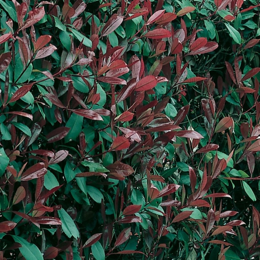 Homebase Shrub, Trees & Roses | Photinia X Fraseri Red Robin - 9L Bush