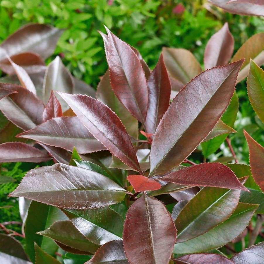 Homebase Shrub, Trees & Roses | Photinia X Fraseri Red Robin - 9L Bush