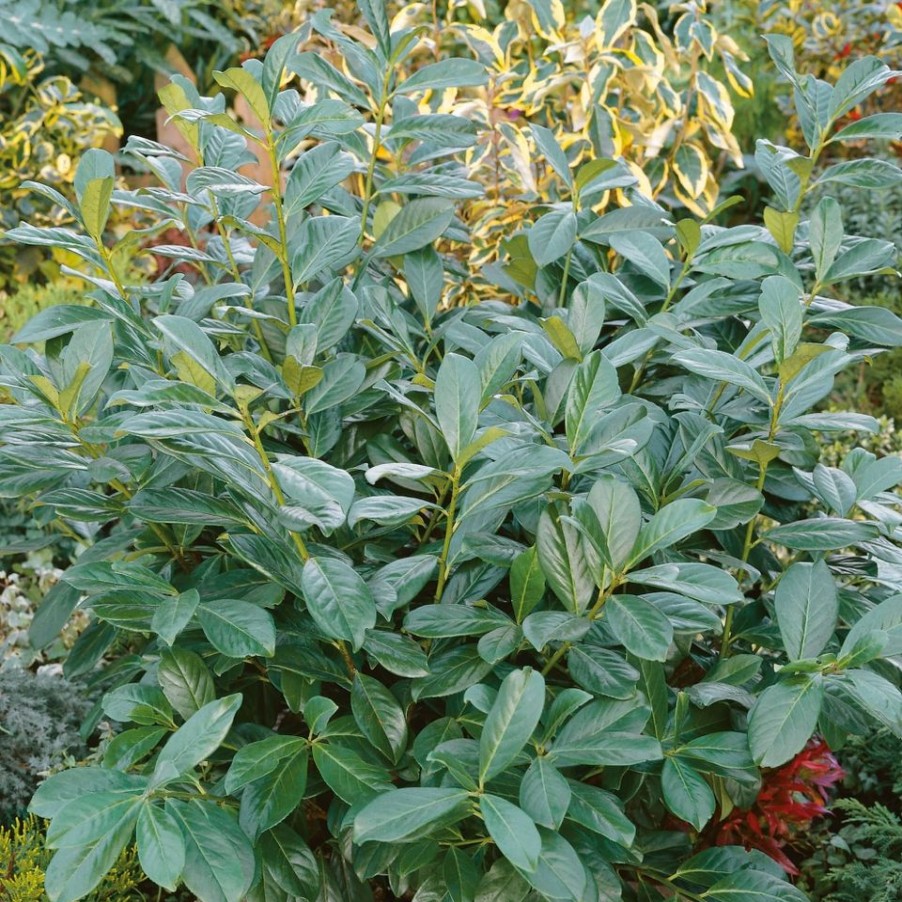 Homebase Shrub, Trees & Roses | Prunus Laurocerasus Rotundifolia - 5L Bush