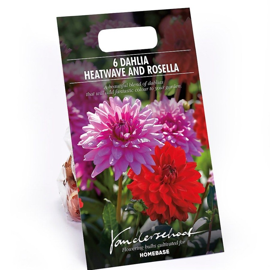 Homebase Summer Flowering Bulbs | Dahlias Garden Wonder Rosella