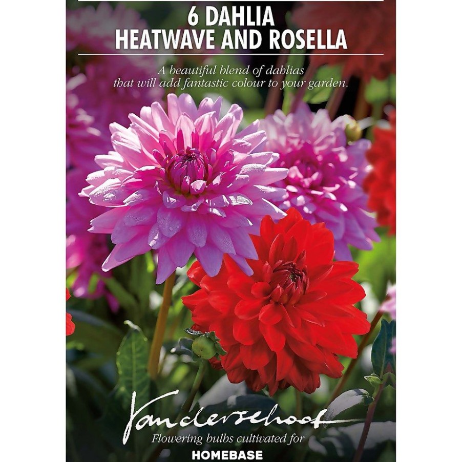 Homebase Summer Flowering Bulbs | Dahlias Garden Wonder Rosella