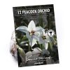 Homebase Summer Flowering Bulbs | Gladiolus Callianthus - Bicolour - Summer Bloom Bulbs