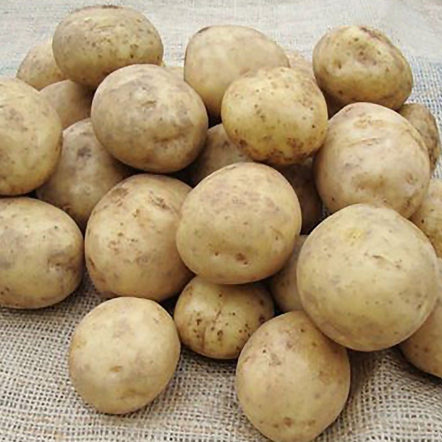 Homebase Grow Your Own | Maris Piper Seed Potato - 1.5Kg