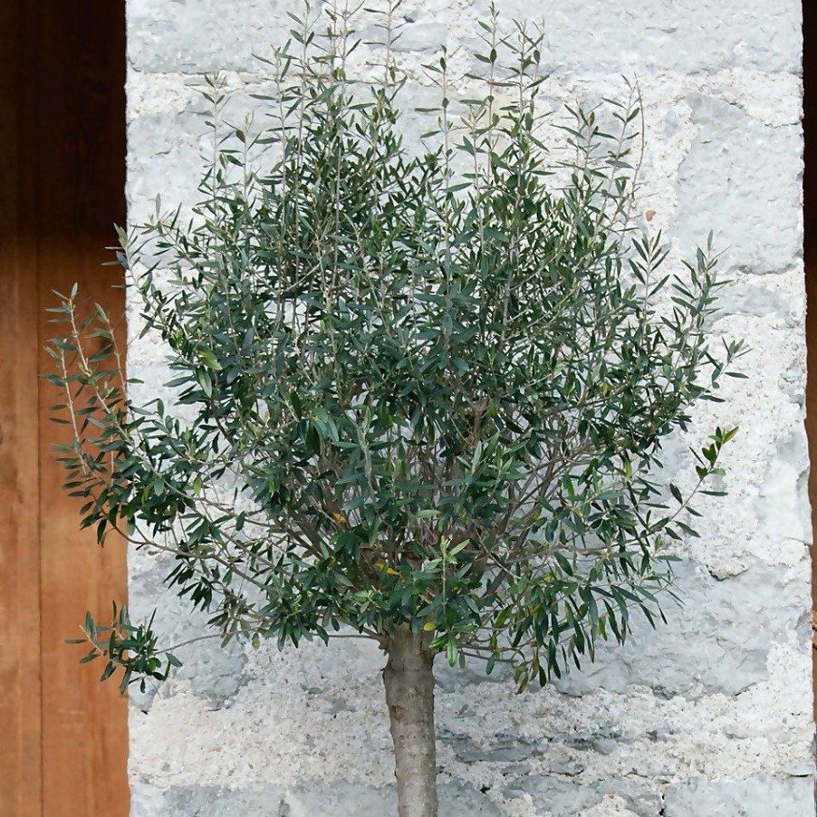 Homebase Specimen Plants | Olive Tree - 18Cm Mini Standard