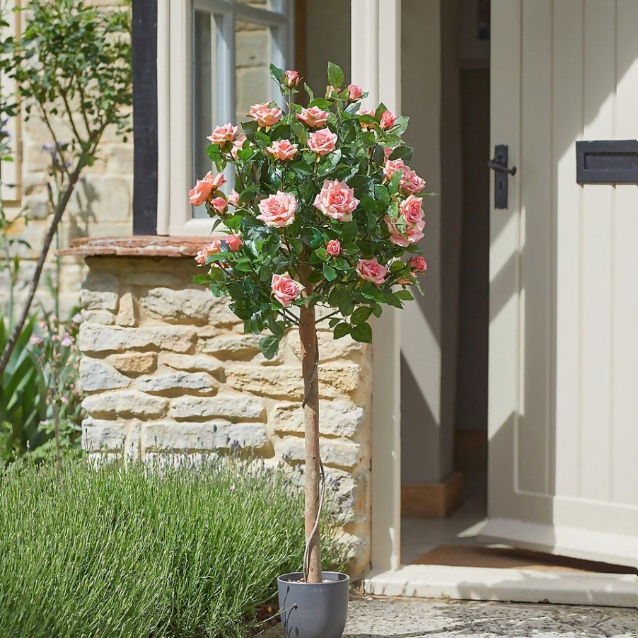 Homebase Artificial Plants | Artificial Regent'S Roses Tree 120Cm - Pink