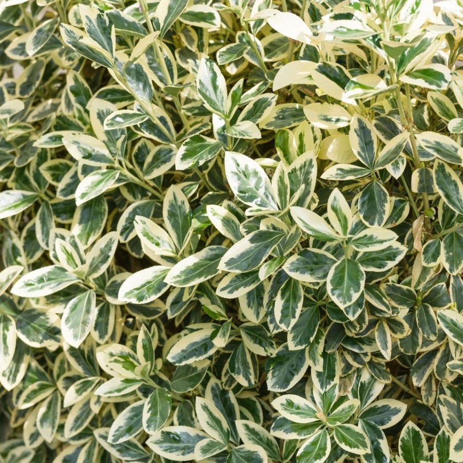 Homebase Specimen Plants | Euonymus Japonicus Bravo - 18L Half Standard