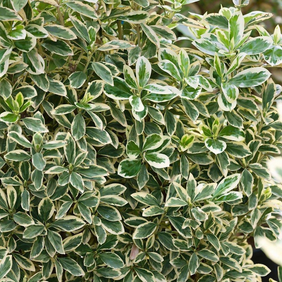 Homebase Specimen Plants | Euonymus Japonicus Bravo - 18L Half Standard