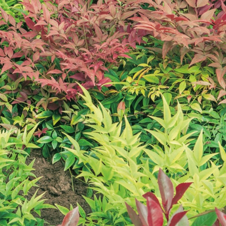 Homebase Shrub, Trees & Roses | Nandina Domestica 'Sacred Bamboo' - 10L